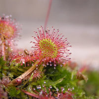 Sundew Flower seeds for Planting - Bright Blooms, Heirloom & GMO Free Seeds for Home Garden