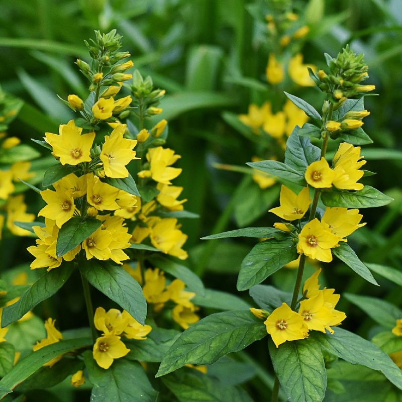 Yellow Lysimachia Punctata Flower seeds for Planting Shade Tolerant Heirloom & GMO Free Seeds for Home Garden
 
 Sale