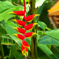 False Bird of Paradise Flower seeds for Planting Colorful Display Heirloom & GMO Free Seeds for Home Garden