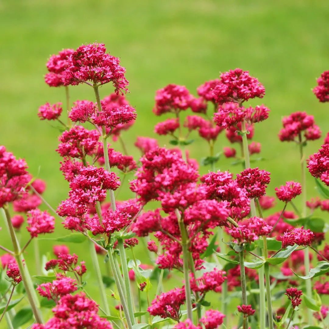 Centranthus Ruber Flower seeds for Planting - Bright Blooms, Heirloom & GMO Free Seeds for Home Garden