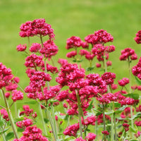 Centranthus Ruber Flower seeds for Planting - Bright Blooms, Heirloom & GMO Free Seeds for Home Garden