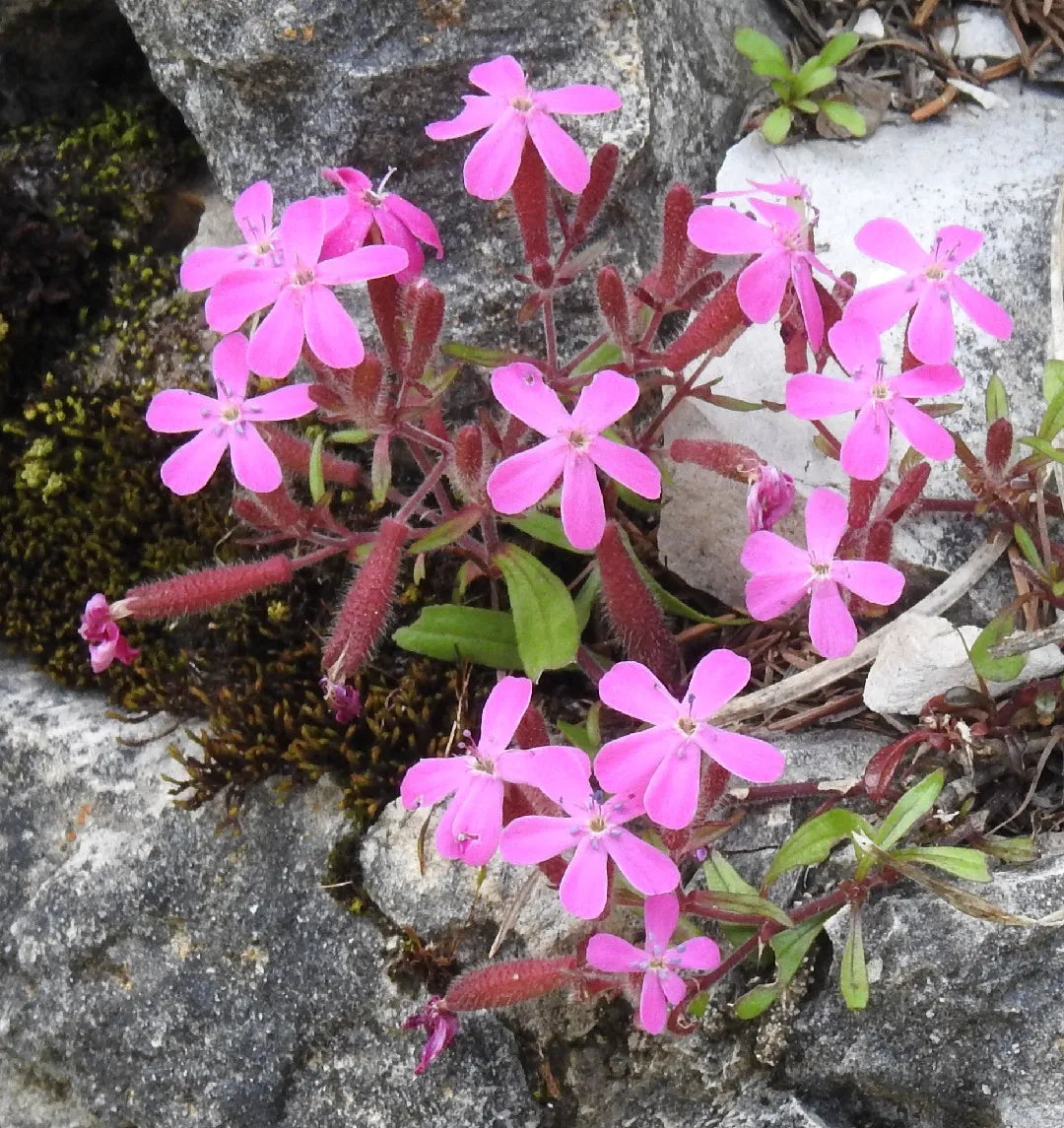 Pink Saponaria Ocymoides Flower seeds for Planting - Cottage Garden Essential, Heirloom & GMO Free Seeds for Home Garden