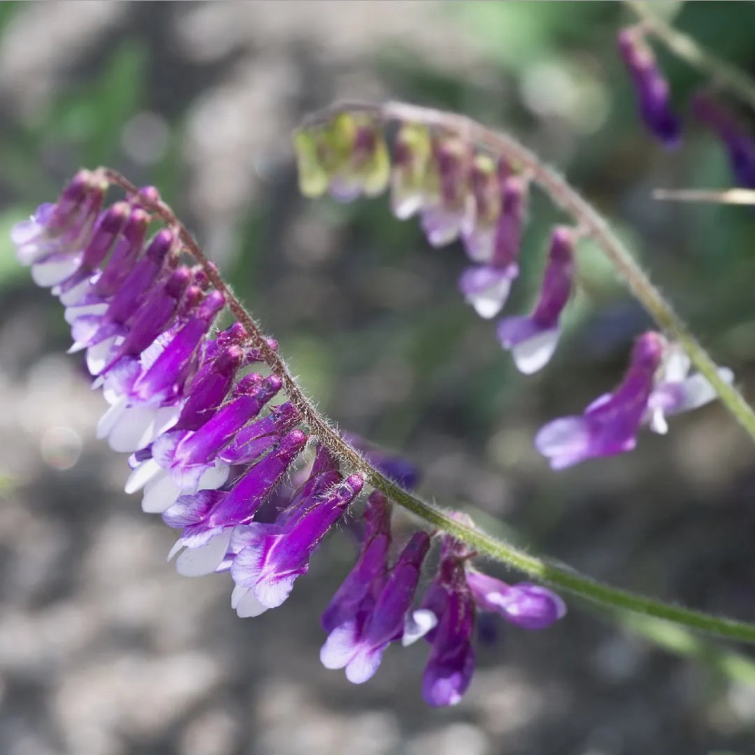 Purple Hairy Vetch Flower seeds for Planting - Garden Favorite, Heirloom & GMO Free Seeds for Home Garden