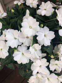Heirloom Impatiens Flower seeds for Planting Sun Loving Heirloom & GMO Free Seeds for Home Garden