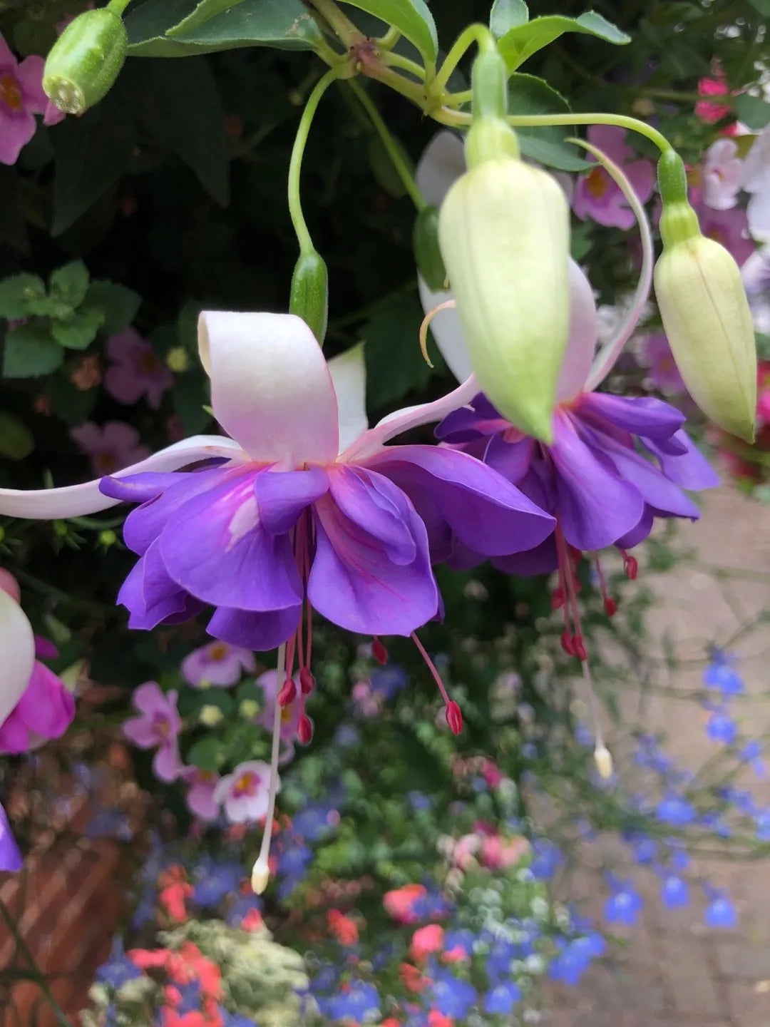 Blue Fuchsia Flower seeds for Planting - Vibrant Colors, Heirloom & GMO Free Seeds for Home Garden
