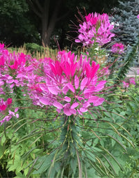 Purple Cleome Hasslerana Flower seeds for Planting - Compact Growth, Heirloom & GMO Free Seeds for Home Garden
