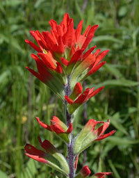 Red Castilleja Flower seeds for Planting - Shade Tolerant, Heirloom & GMO Free Seeds for Home Garden