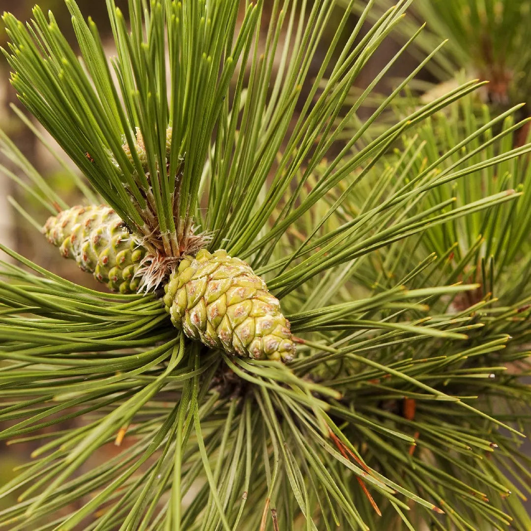 Brown Resinosa Tree Seeds for Planting