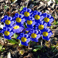 Blue Primrose Flower seeds for Planting - Drought Tolerant, Heirloom & GMO Free Seeds for Home Garden