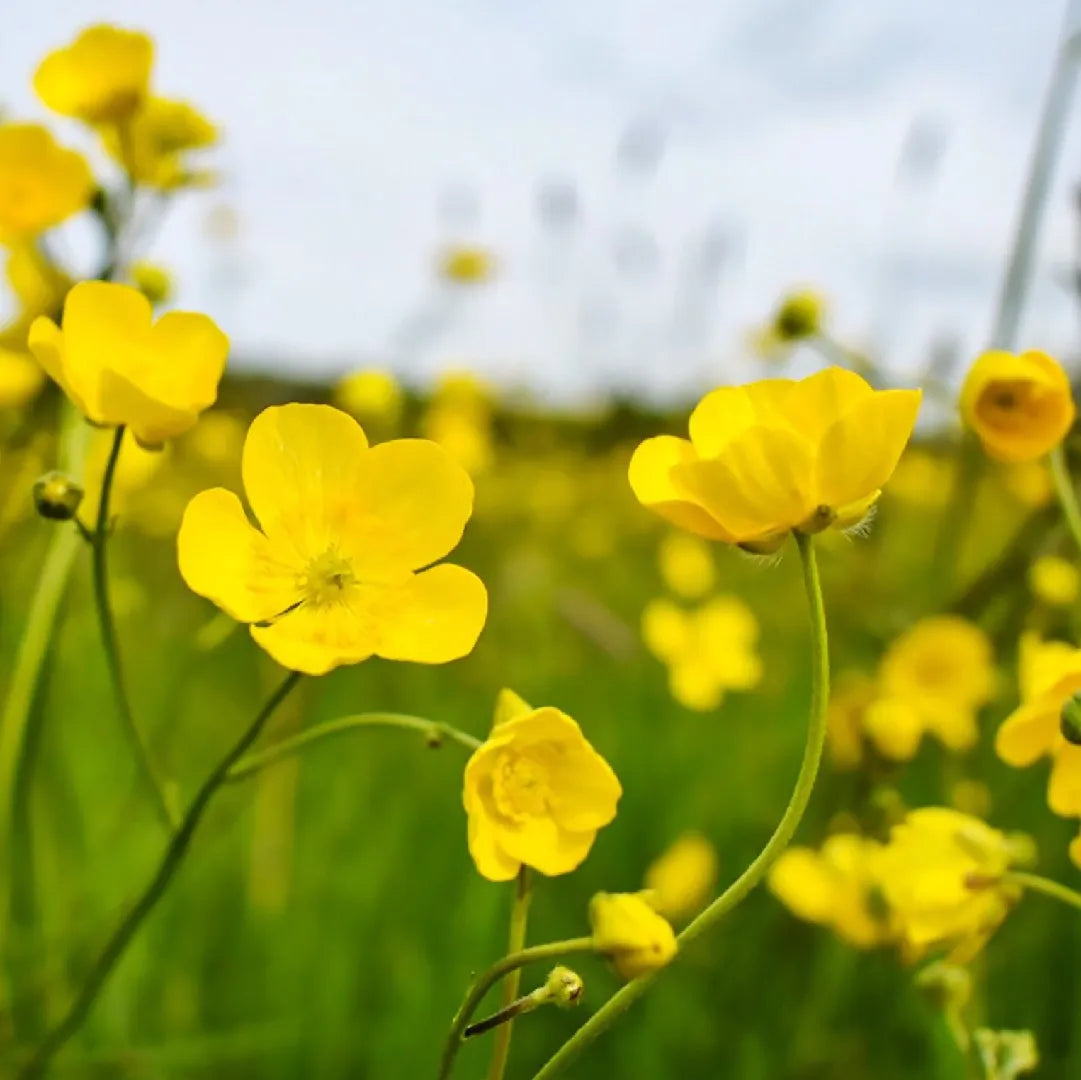 Meadow Buttercup Flower seeds for Planting Shade Tolerant Heirloom & GMO Free Seeds for Home Garden