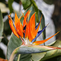 Queen's BirdofParadise Flower seeds for Planting Drought Tolerant Heirloom & GMO Free Seeds for Home Garden