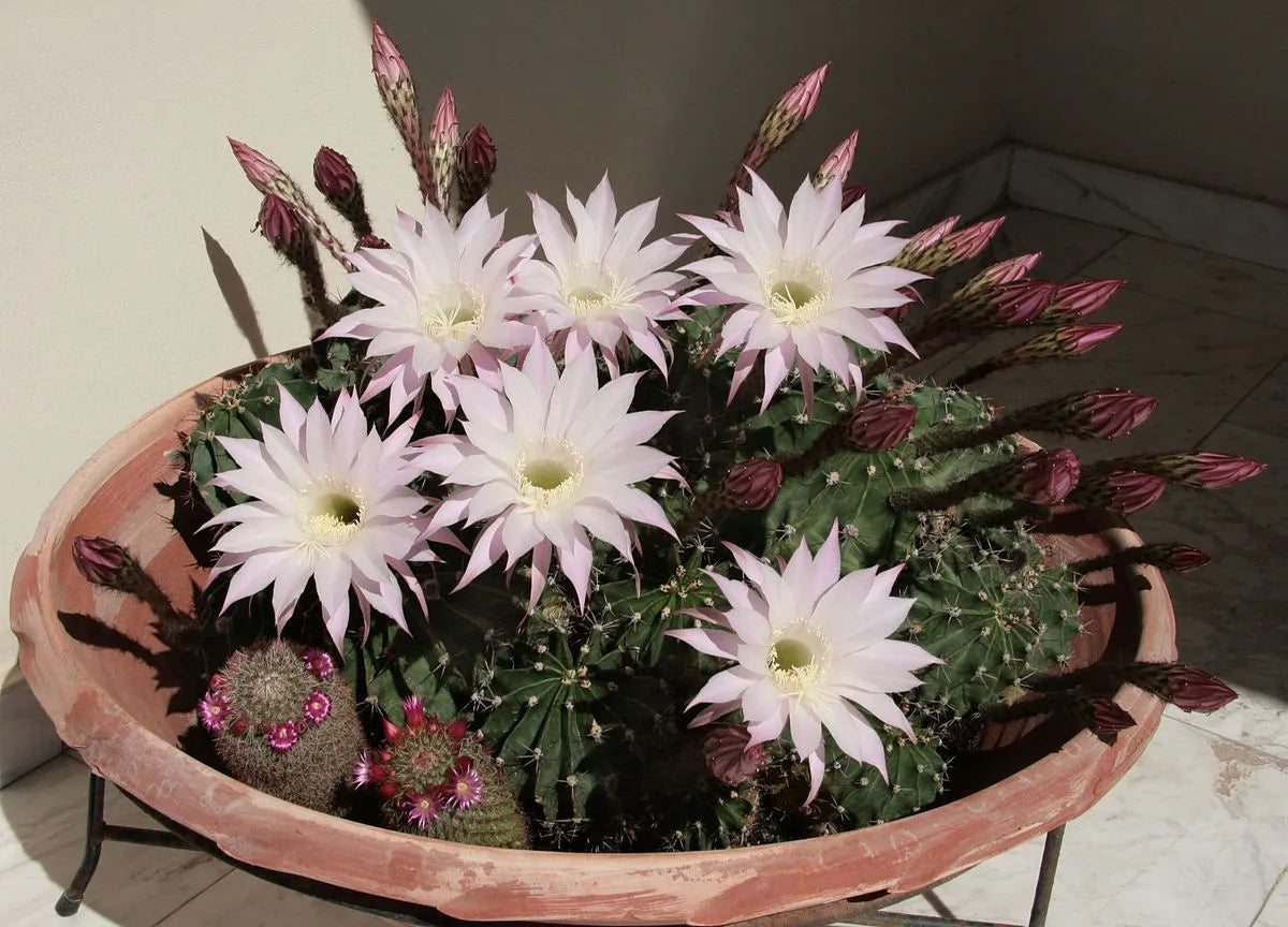 Pink Echinopsis Tubiflora Flower seeds for Planting Compact Growth Heirloom & GMO Free Seeds for Home Garden 
 
 Sale