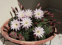 Pink Echinopsis Tubiflora Flower seeds for Planting Compact Growth Heirloom & GMO Free Seeds for Home Garden 
 
 Sale