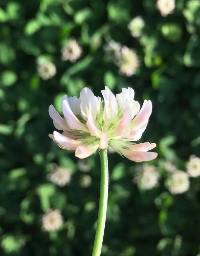 Clover Flower seeds for Planting, Vibrant Colors Heirloom & GMO Free Seeds for Home Garden
