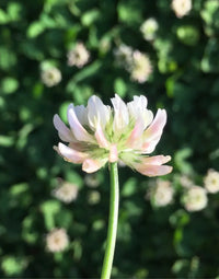 Clover Flower seeds for Planting, Vibrant Colors Heirloom & GMO Free Seeds for Home Garden
