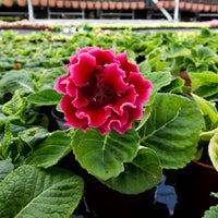 Red Brazilian Gloxinia Flower Seeds for Planting Cut Flower Favorite Heirloom & GMO Free Seeds for Home Garden
 
 Sale