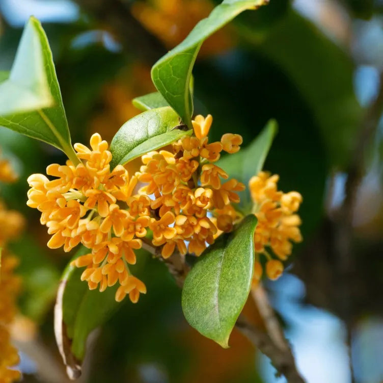 Osmanthus Flower seeds for Planting - Seasonal Bloomer, Heirloom & GMO Free Seeds for Home Garden