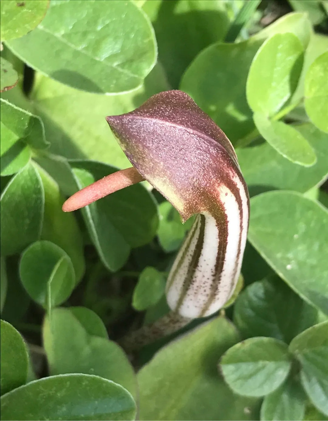 Arisarum Vulgare Seeds for Planting