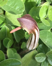 Arisarum Vulgare Seeds for Planting