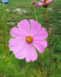 Cosmos Sensation Pinkie Flower Seeds for Soft, Pink Blooms in Your Garden