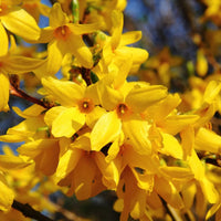 Trifoliate Forsythia Flower seeds for Planting - Sun Loving, Heirloom & GMO Free Seeds for Home Garden
