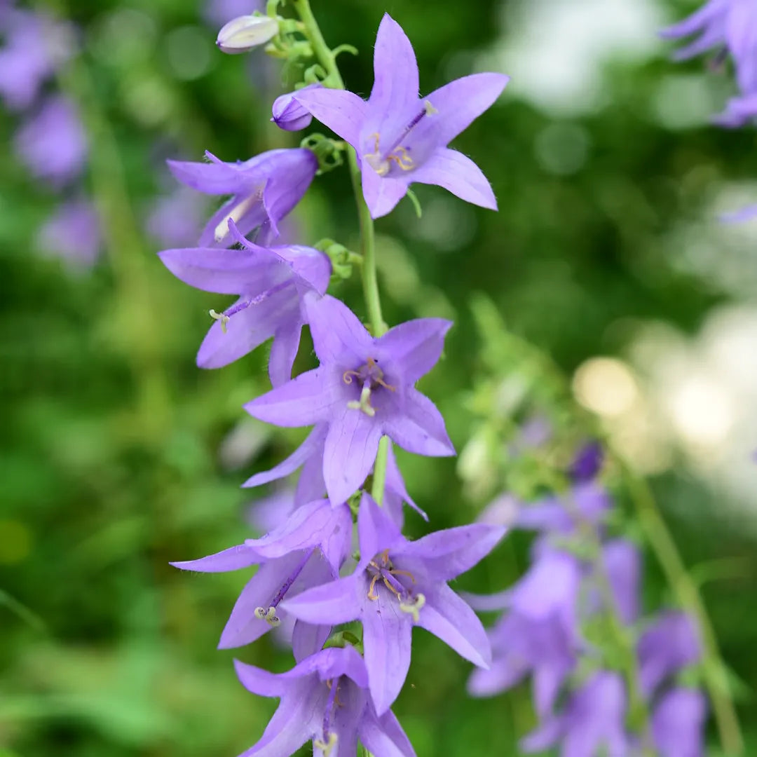 Bell Flower seeds for Planting Cottage Garden Essential Heirloom & GMO Free Seeds for Home Garden