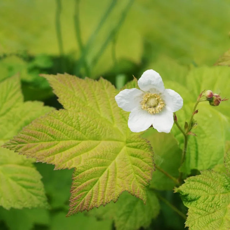Rubus Parviflorus Flower seeds for Planting, Hardy Variety Heirloom & GMO Free Seeds for Home Garden