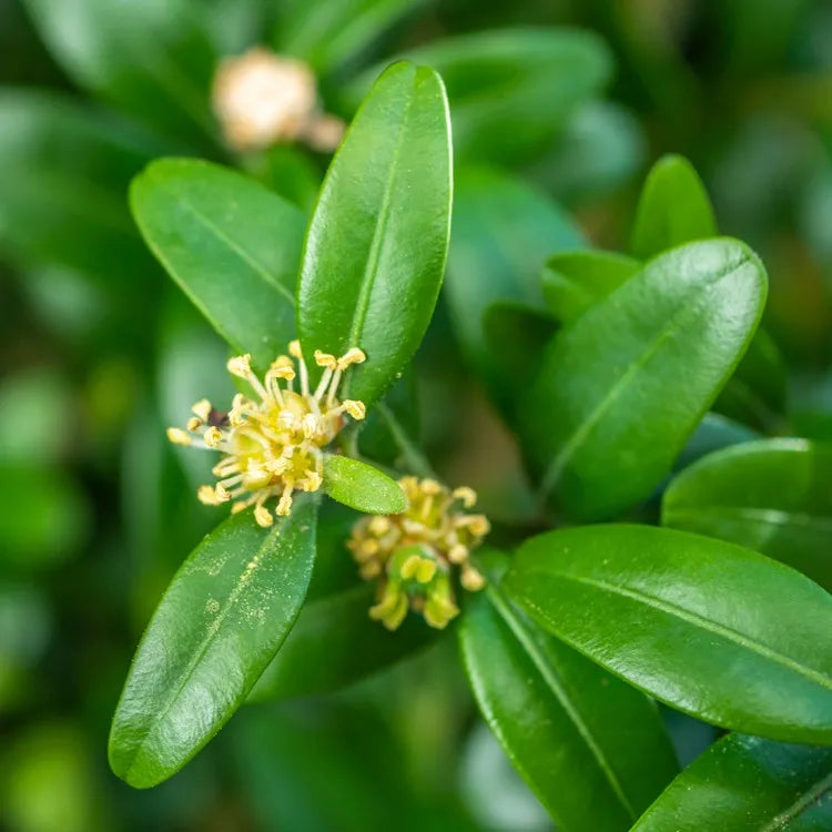 Buxus Sempervirens Flower seeds for Planting - Vibrant Colors, Heirloom & GMO Free Seeds for Home Garden