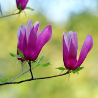 Magnolia Liliiflora Flower seeds for Planting, Drought Tolerant Heirloom & GMO Free Seeds for Home Garden