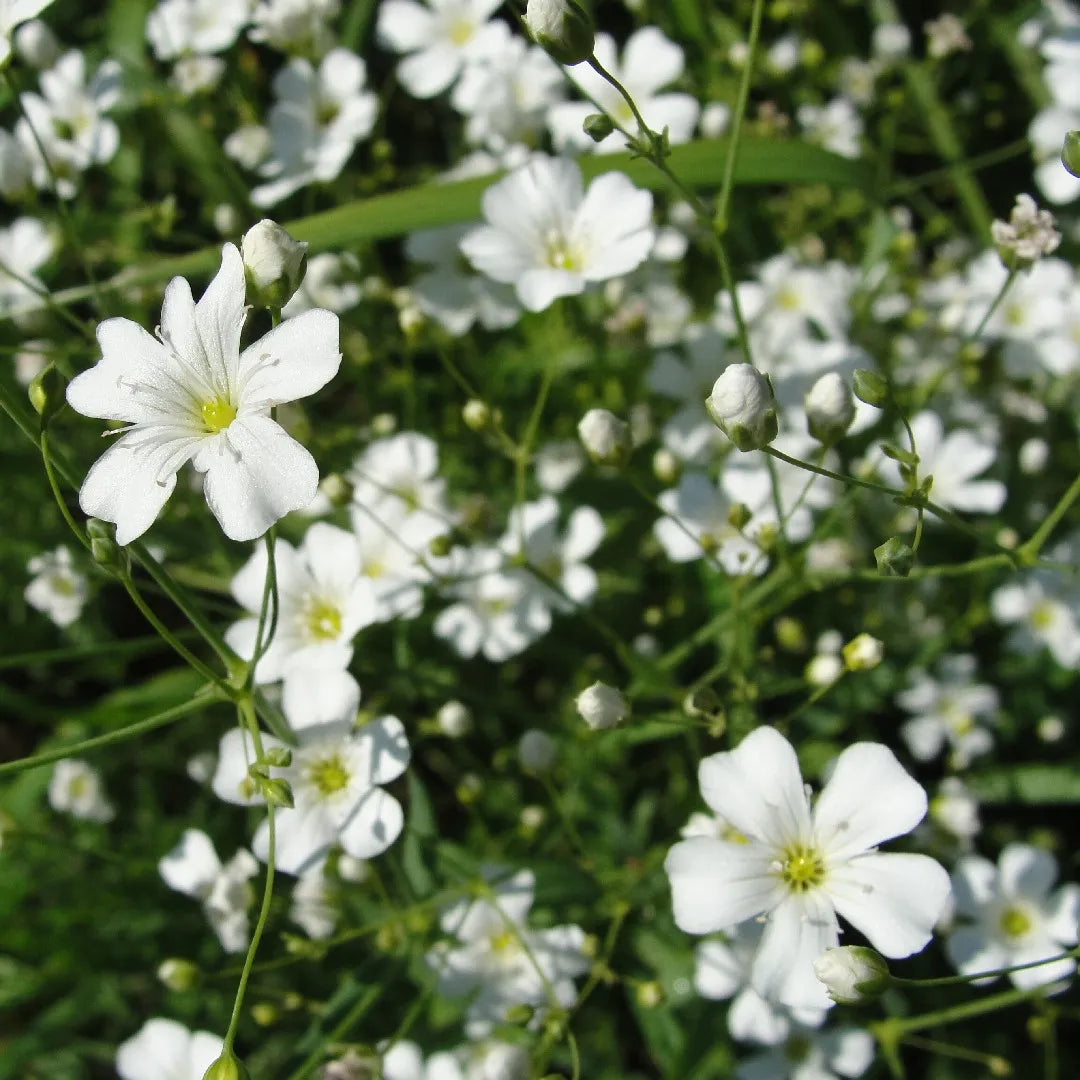 Red Babys' Atem Gypsophila Elegans Flower Seeds for Delicate, Airy Blooms in the Garden