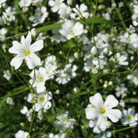 Red Babys' Atem Gypsophila Elegans Flower Seeds for Delicate, Airy Blooms in the Garden