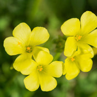 African Oxalis Flower seeds for Planting Compact Growth Heirloom & GMO Free Seeds for Home Garden
