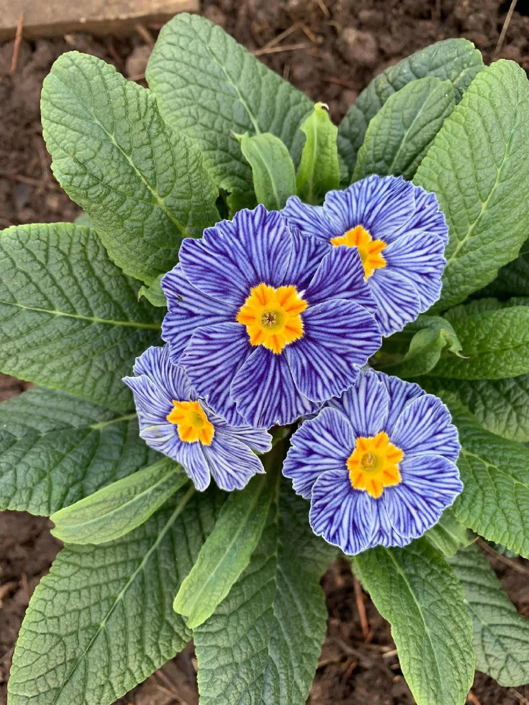 Blue Zebra Primula Flower Seeds for Simple Planting