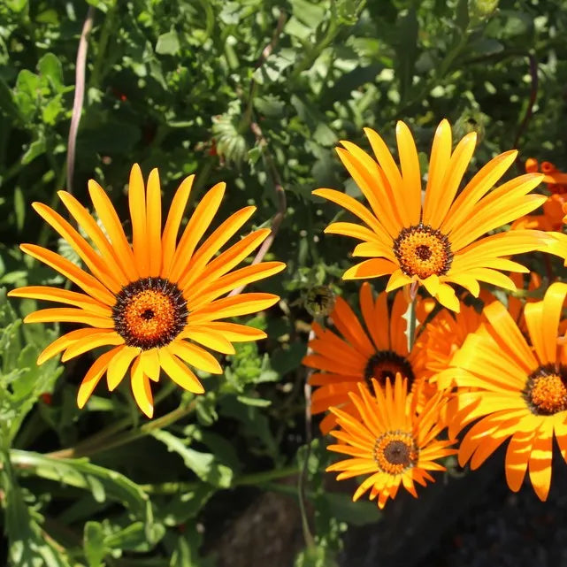 Cape Marigold Flower seeds for Planting - Easy to Grow, Heirloom & GMO Free Seeds for Home Garden