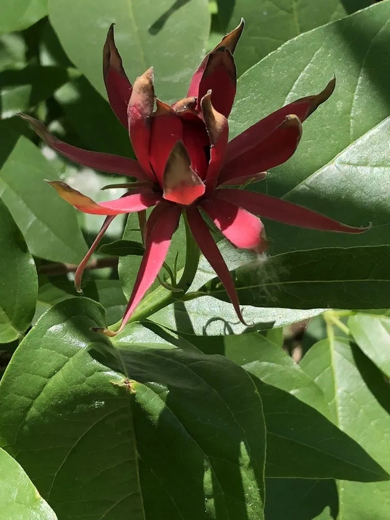 Red Calycanthus Flower seeds for Planting - Fragrant Blossoms, Heirloom & GMO Free Seeds for Home Garden
