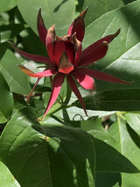 Red Calycanthus Flower seeds for Planting - Fragrant Blossoms, Heirloom & GMO Free Seeds for Home Garden