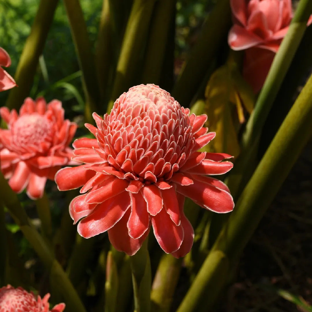 Pink Torch Ginger Flower seeds for Planting - Pollinator Friendly, Heirloom & GMO Free Seeds for Home Garden