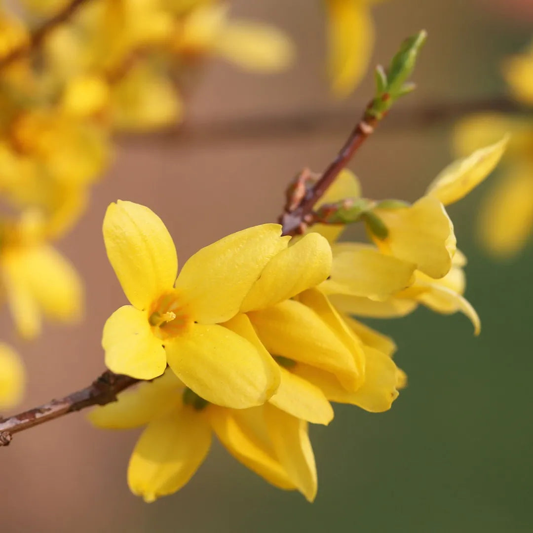 Forsythia Suspensa Weeping Forsythia Yellow Flower Seeds