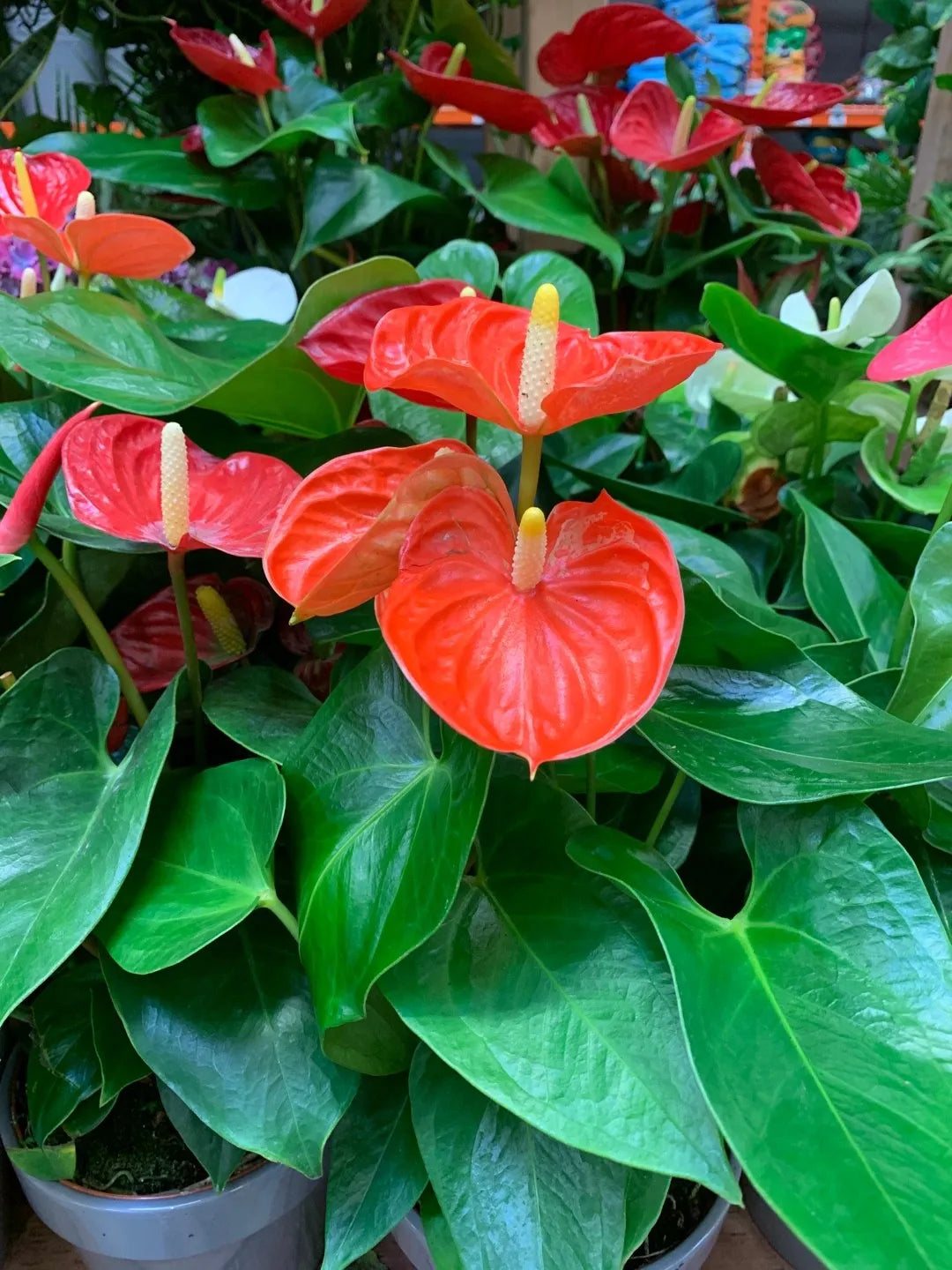Anthurium Andraeanum Flower Seeds for Planting
