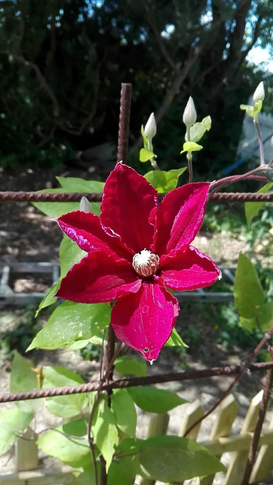 Red Clematis Flower Seeds for Garden Cottage Garden Essential Heirloom & GMO Free Seeds for Home Garden
 
 Sale