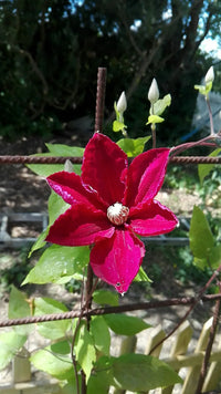 Red Clematis Flower Seeds for Garden Cottage Garden Essential Heirloom & GMO Free Seeds for Home Garden
 
 Sale