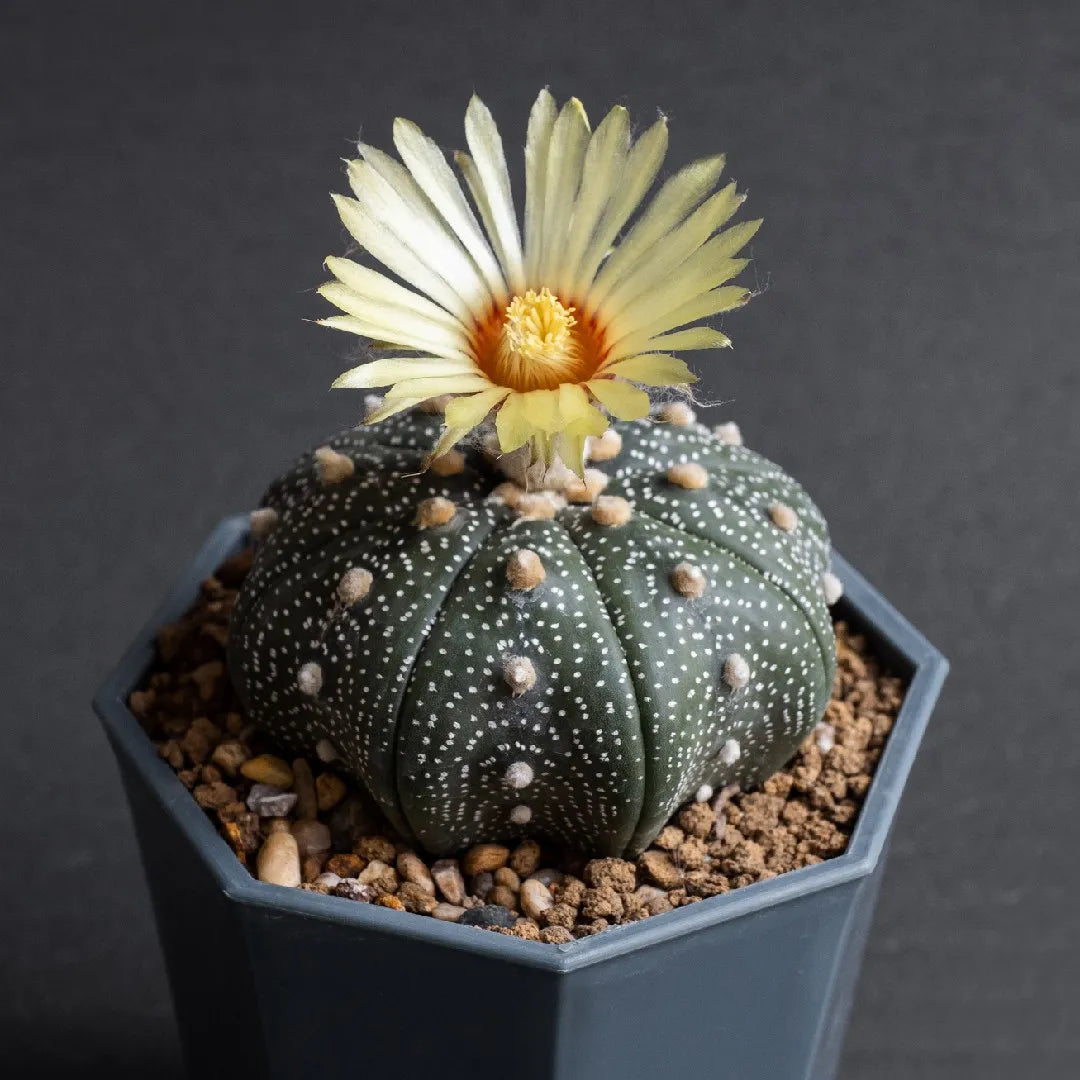 Astrophytum Flower seeds for Planting Fragrant Blossoms Heirloom & GMO Free Seeds for Home Garden 
 
 Sale