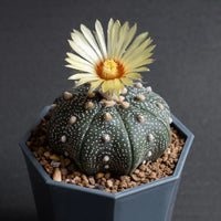 Astrophytum Flower seeds for Planting Fragrant Blossoms Heirloom & GMO Free Seeds for Home Garden 
 
 Sale