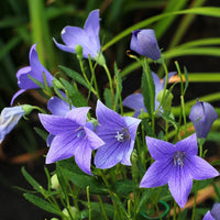 Violet Grandiflorus Flower seeds for Planting - Shade Tolerant, Heirloom & GMO Free Seeds for Home Garden