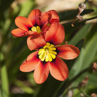 Sparaxis Flower seeds for Planting, Cottage Garden Essential Heirloom & GMO Free Seeds for Home Garden