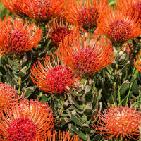 Leucospermum Cordifolium Seeds for Planting - Premium Flower Seeds for Vibrant Blooms