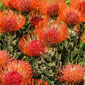 Leucospermum Cordifolium Seeds for Planting - Premium Flower Seeds for Vibrant Blooms