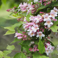 BeautyBush Flower seeds for Planting - Colorful Display, Heirloom & GMO Free Seeds for Home Garden