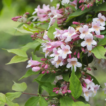 BeautyBush Flower seeds for Planting - Colorful Display, Heirloom & GMO Free Seeds for Home Garden