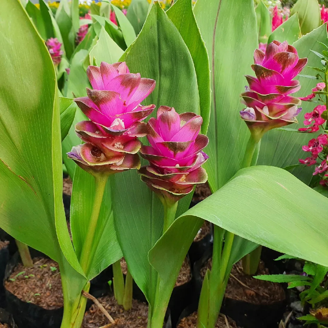 Rhizoma Curcuma Flower Seeds Planting